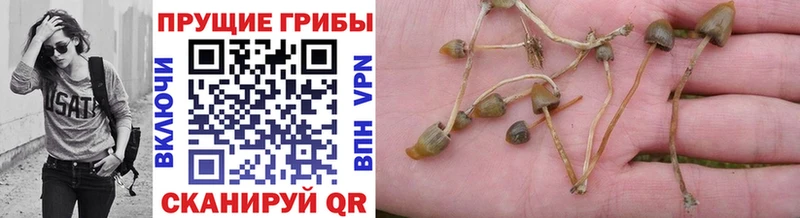 Псилоцибиновые грибы MAGIC MUSHROOMS  Мытищи 